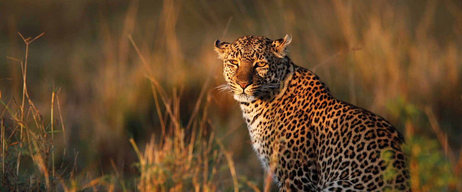 Welcome to BBM Safaris