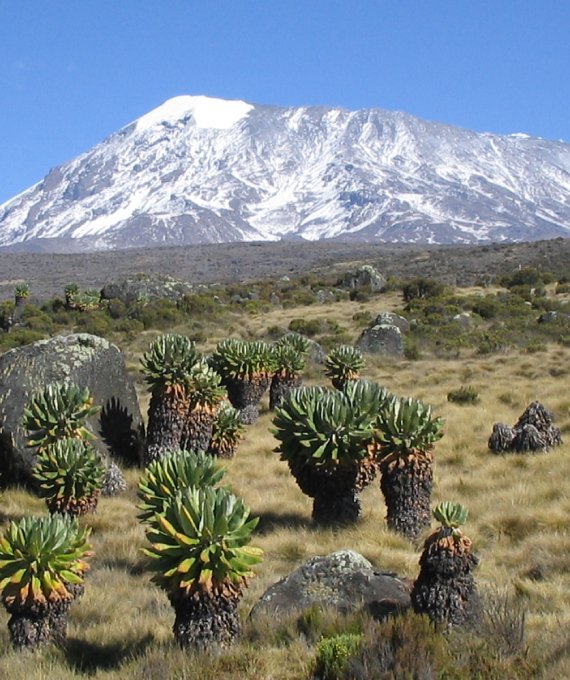 Kilimanjaro Climbing