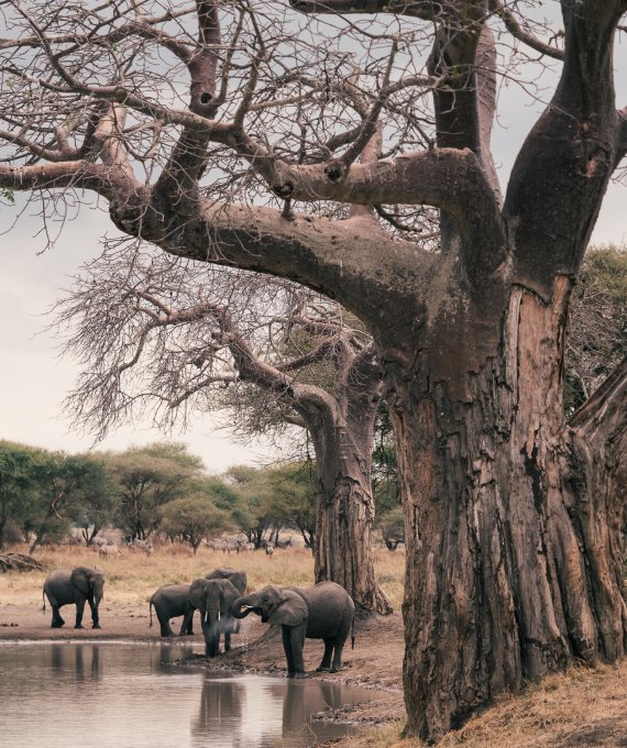 Tarangire Safari